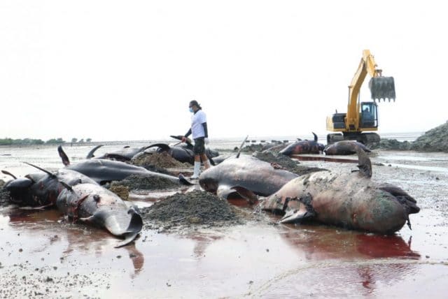 Proses Penguburan Paus Terdampar di Perairan Modung - Bangkalan, Gubernur Jatim; Pemprov Kirim Dua Eskavator Dan Sampaikan Apresiasi dan Terimakasih Atas Dukungan Semua Pihak