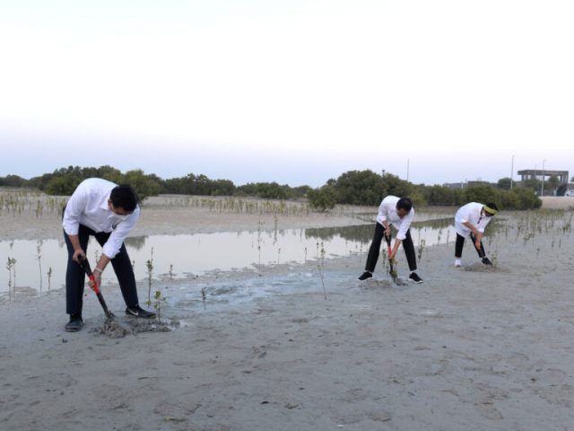 Saat Presiden Jokowi Tanam Mangrove di Abu Dhabi