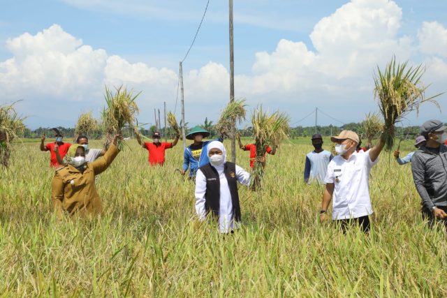 Pacu Peningkatan Produktivitas Pertanian, Gubernur Khofifah Panen Raya Padi di Bumi Reog