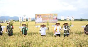 Panen Raya Padi di Banggai, Mendagri: Ini Bukti Kita Memiliki Kemampuan untuk Produksi