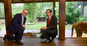 Suasana Hangat Selimuti Kunjungan Presiden Jokowi dan PM Albanese ke Sumatran Village