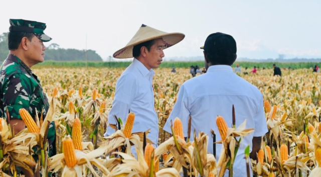 Presiden Jokowi Tinjau Ladang Jagung di Kabupaten Keerom