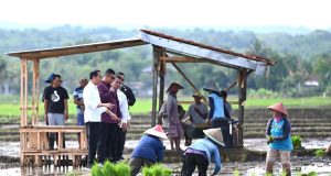 Presiden Jokowi Tinjau Kegiatan Tanam Padi di Kabupaten Banyumas